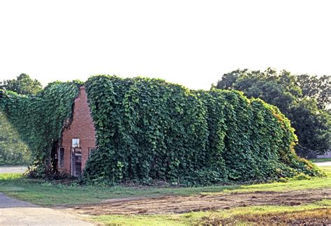 Kudzu Vine devours a building : reclaimedbynature