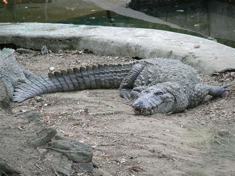 Mugger Crocodile Facts and Pictures