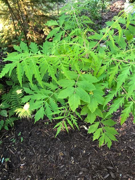 Does anyone know what this plant is? It's growing in zone 6 Michigan ...