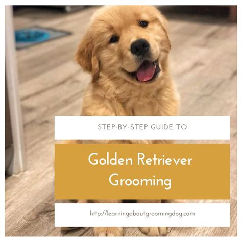 Golden Retriever Grooming Guide | Golden retriever grooming, Golden retriever, Grooming