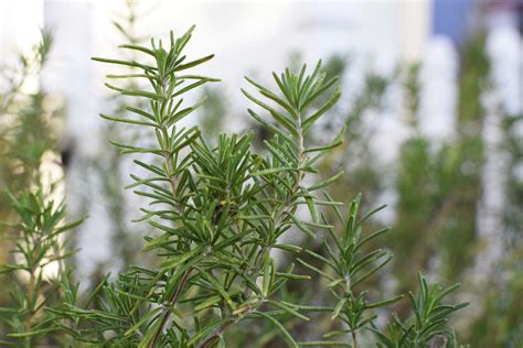 25 Best Companion Plants for Rosemary (and 5 to Skip)