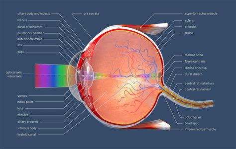 3d illustration of a cross section of the human eye with explanations and inscription – Stephan ...