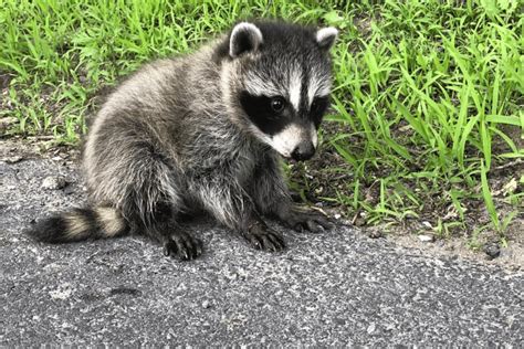 Attempt at pedicure for raccoon may have exposed some Mainers to rabies