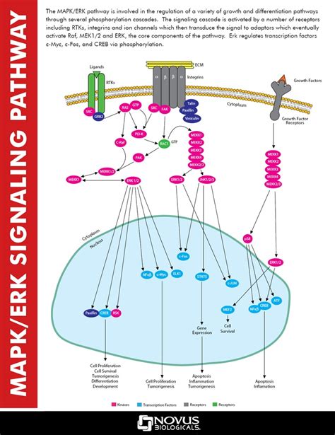 MAPK/ERK Signaling Pathway | Immunology, Molecular biology, Chemistry