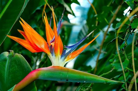 Bird Of Paradise Flower Wallpapers - Wallpaper Cave