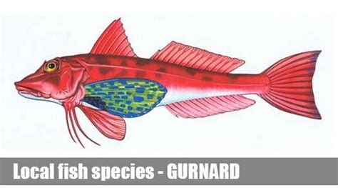 Gurnard Fishing Guide Victoria | Local Fish Species Information