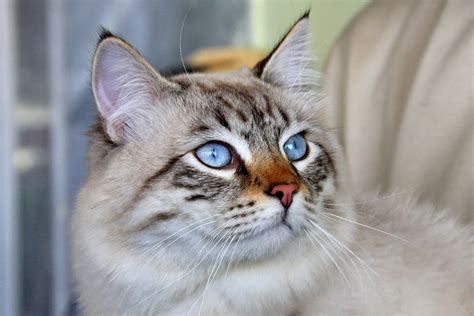 British Shorthair Breeders Kentucky | Kittens & Cats for Sale