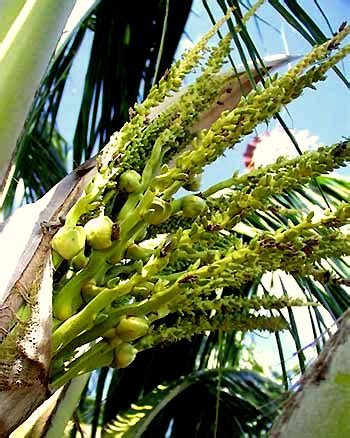 Coconut Palm, Cocos nucifera