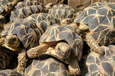 My patrol with armed guards to protect Burmese star tortoises | New ...