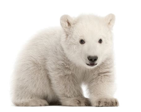 Polar Bear Sitting Images – Browse 3,866 Stock Photos, Vectors, and ...