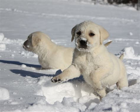 Lab Puppies Playing in the Snow - labrador Retreivers Photo (24217552 ...