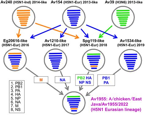 Whole-genome sequence and genesis of an avian influenza virus H5N1 ...