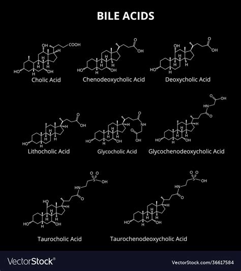 Bile acids set chemical molecular formula Vector Image