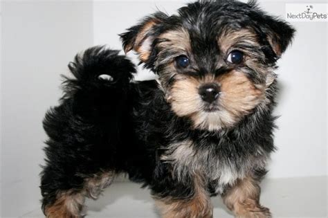 Morkie Poo Full Grown Malti- poo -maltipoo-puppy- ... | Morkie puppies, Morkie, Maltipoo puppy