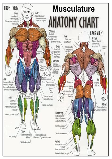 Male Muscle Anatomy Chart