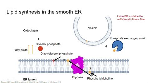 The cell membrane: Synthesis of membrane lipids - YouTube