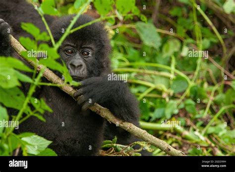 baby wild mountain gorilla Virunga park Congo Stock Photo - Alamy