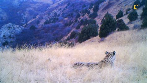 Caucasian Leopard in the Caucasus Wildlife Refuge Smithsonian Magazine