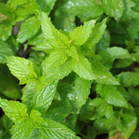 Spearmint Plant (Mentha spicata)