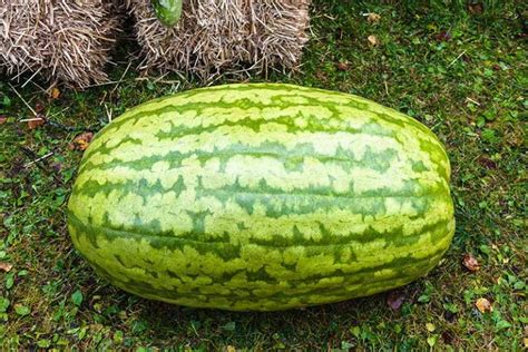 25 of the Best Watermelon Varieties | Gardener’s Path