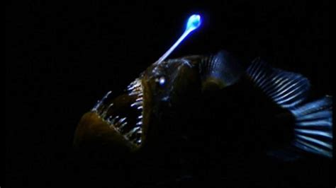 Deep Sea Fish With Light Lure