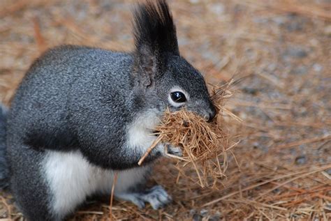 Abert's Squirrel - Bandelier National Monument (U.S. National Park Service)