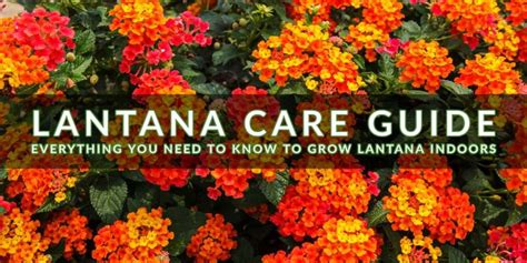 Lantana Best Indoor Care Guide | Indoor Gardening