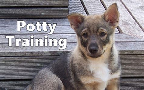 Swedish Vallhund Potty Training – Modern Puppies