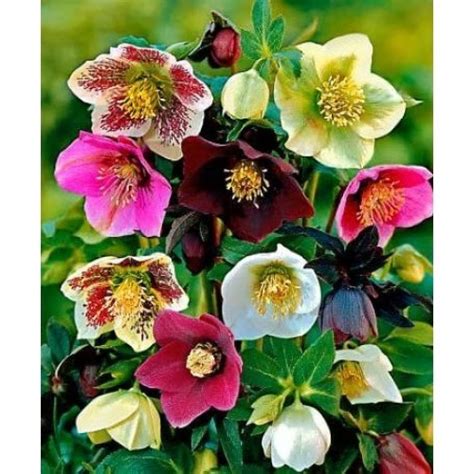 Flower Homes: Christmas Rose Flowers