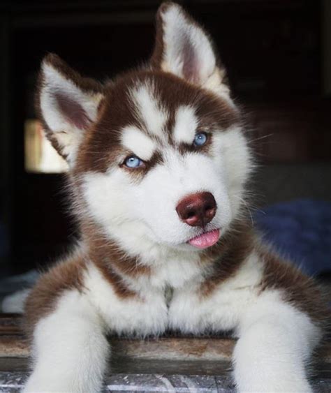 Love red huskies | Puppies, Siberian husky dog, Husky puppy