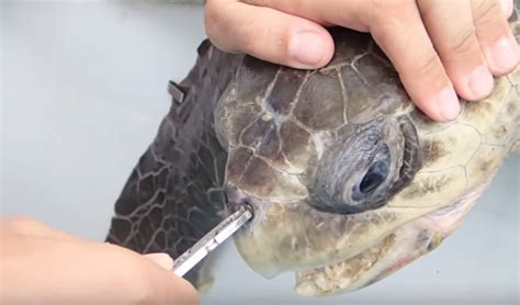 GRAPHIC: You'll Never Guess What is Pulled Out of Sea Turtle's Nose ...