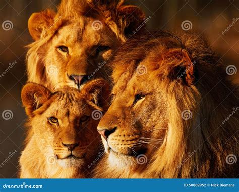 Lion family close together stock photo. Image of closeup - 50869952