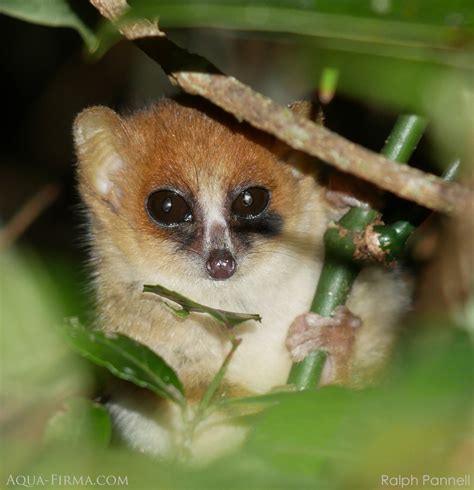 Mouse Lemur | Madagascar Holiday Wildlife & Travel Guides | AQUA-FIRMA