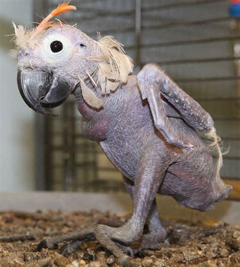 23 Hairless Animals You Won't Recognize. #9 Is Just a Big Pile Of Weird