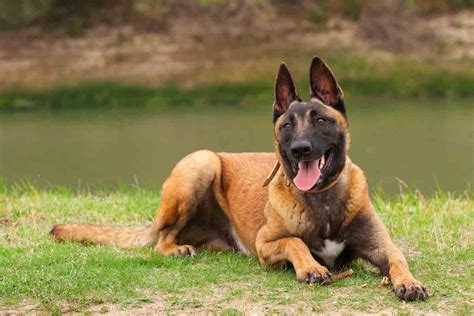 Huấn luyện chó Malinois Becgie Bỉ - Dịch Vụ Huấn Luyện Chó