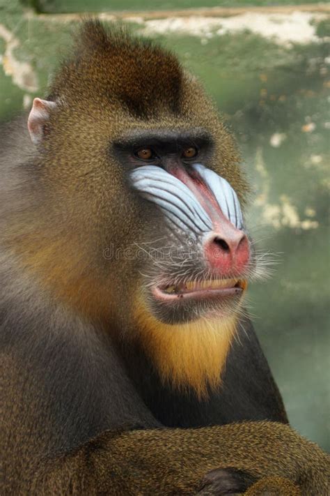 Monkey Mandrill stock photo. Image of head, blue, teeth - 1535200