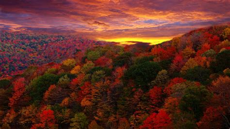 Red Forest At Sunset wallpaper | nature and landscape | Wallpaper Better