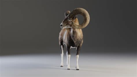 ArtStation - European Mouflon Male Animated | VFX Grace | Game Assets