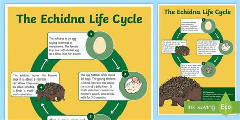 Life Cycle of an Echidna Display Poster - Twinkl