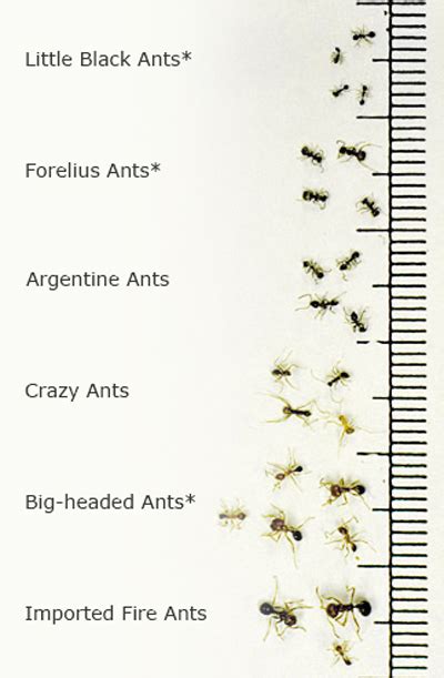 Identification | Fire Ants in Tennessee