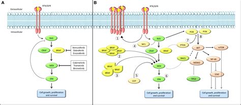 Frontiers | Current State of Target Treatment in BRAF Mutated Melanoma