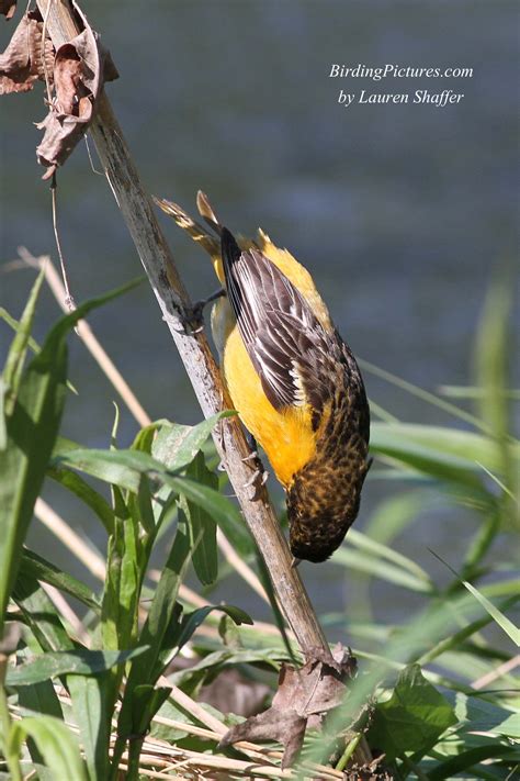 Baltimore Oriole Nest – Birding Pictures