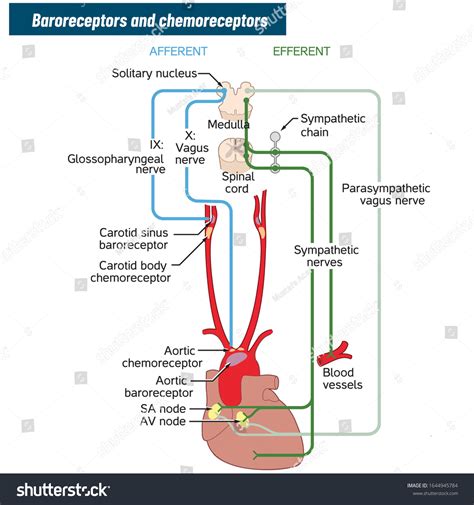 14 Chemoreceptors Images, Stock Photos & Vectors | Shutterstock