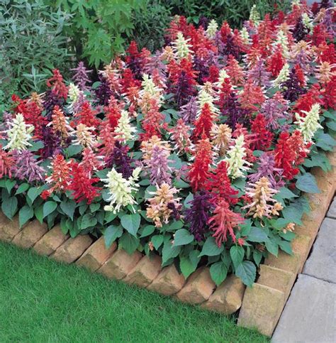 Salvia splendens Vista Mix | Lucas Greenhouses