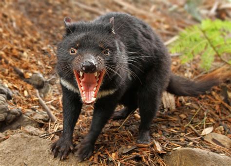 The Tasmanian Devil | All Amazing Facts | The Wildlife