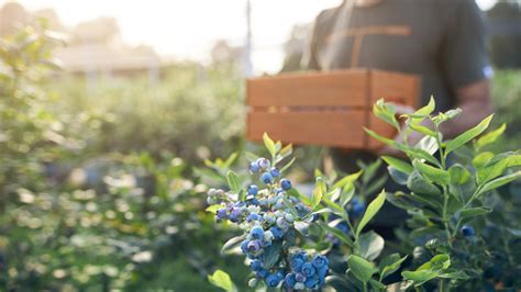 How To Grow And Care For Blueberry Plants