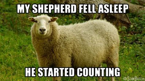 Funny sheep meme: My shepherd fell asleep, he started counting. | Funny sheep, Funny, Sheep meme