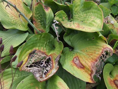 How to Identify Common Plant Diseases | Plant diseases, Common garden plants, Plant leaves ...