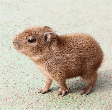 Baby capybara : r/TinyUnits