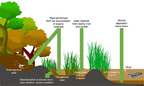 Peat water formation mechanism. | Download Scientific Diagram